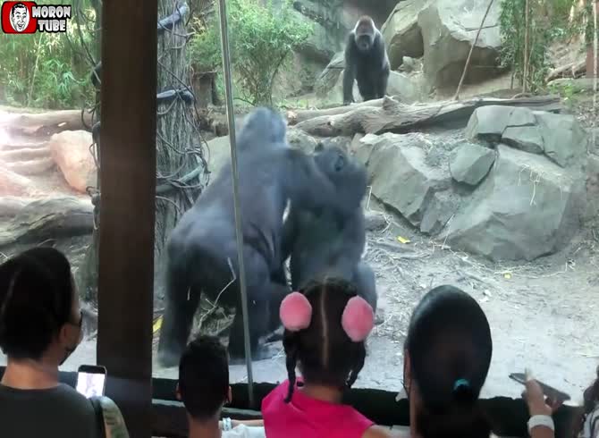 Video: In a zoo, two gorillas produce a surprise